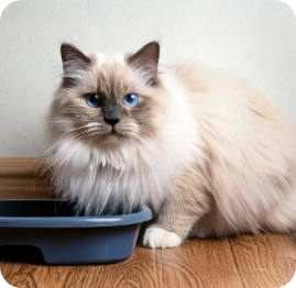Cat-Urinary-Infections