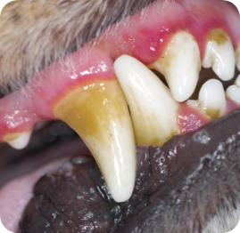 Periodontal infection in a dog.